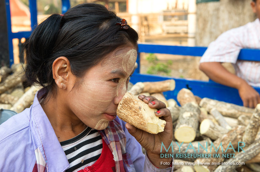 Eine burmesische Frau riecht am Thanaka-Stamm. Gutes Thanaka ist nicht nur am Aussehen, sondern am Geruch zu erkennen.