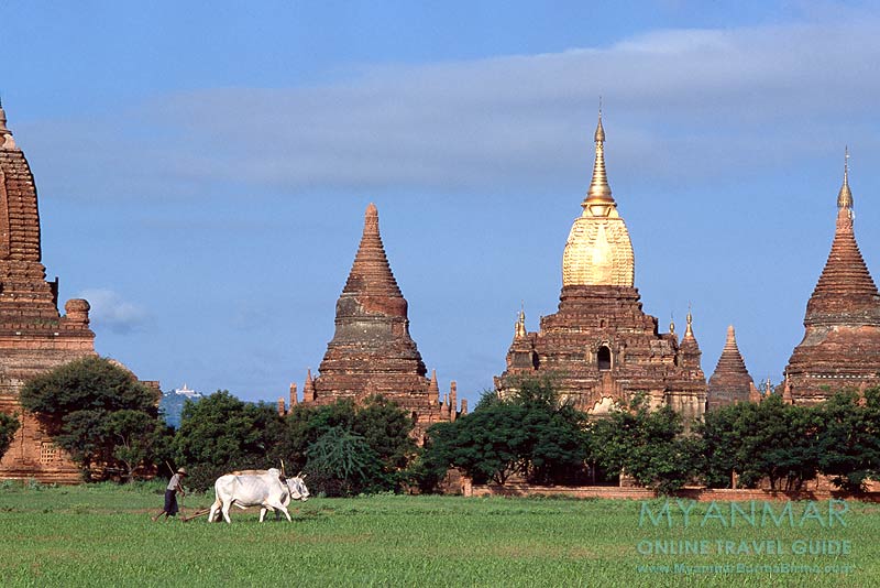 Bagan: Ein Bauer mit einem Ochsengespann bestellt zwischen den Tempeln sein Feld.
