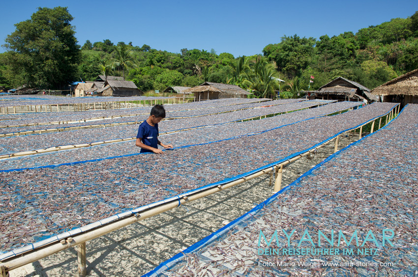 Fischtrocknung im Dorf Paw La Mor, nahe dem Strand Tizit, auf Dawei Peninsula