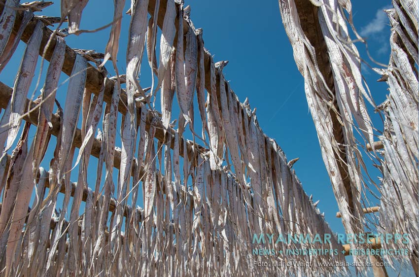 Fischtrocknung auf riesigen Holzgestellen am Strand in der Nähe der Stadt Ye