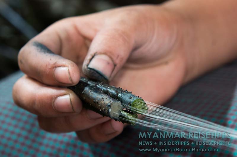 Inle-See: In der Lotusweberei werden geschnittene Lotusstängel auseinandergezogen und die vielen kleinen Fäden mit den Fingern zu einem Faden zusammengerollt.