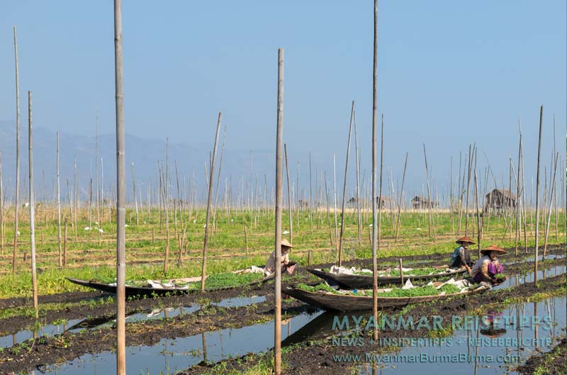 Inle-See: Frauen vom Volk der Intha stecken im schwimmenden Garten auf einer Parzelle junge Tomatenpflanzen.