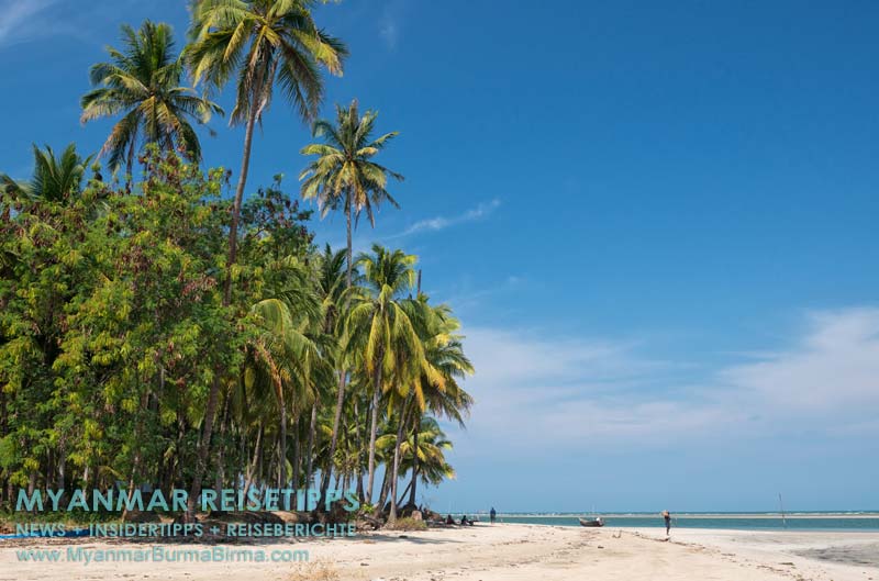 Kokospalmen zwischen Ngwe Saung und Sinma