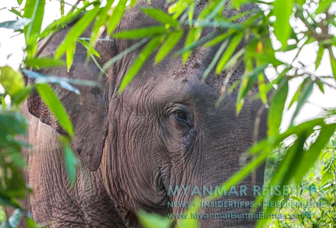 Elefantencamp zwischen Ngwe Saung und Pathein in Myanmar