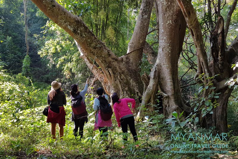 Trekking in einer kleinen Gruppe von Hsipaw durch die Bergwelt. Pause an den riesigen Bäume im Dschungel.