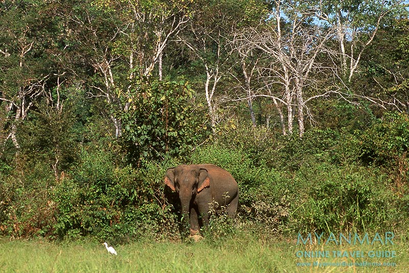 Myanmar Reisetipps | Kalaw | Green Hill Valley Elephant Camp