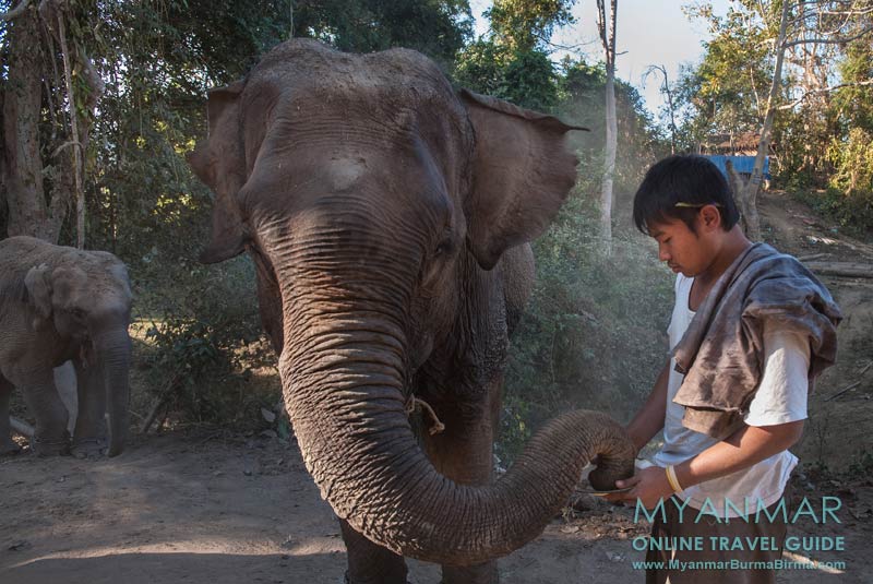 Myanmar Reisetipps | Toungoo | Tour mit Mr. Dr. Chan Aye zum Elefantencamp