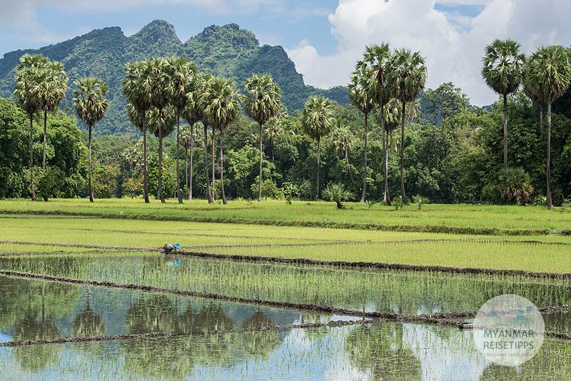 Myanmar: Ein Bauer steckt junge Reispflanzen für die zweite Ernte ins Wasser.