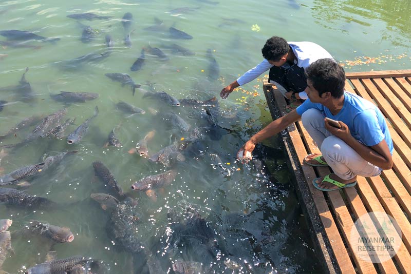 Fische füttern am Kyauk Ka Lat nahe der Stadt Hpa-an