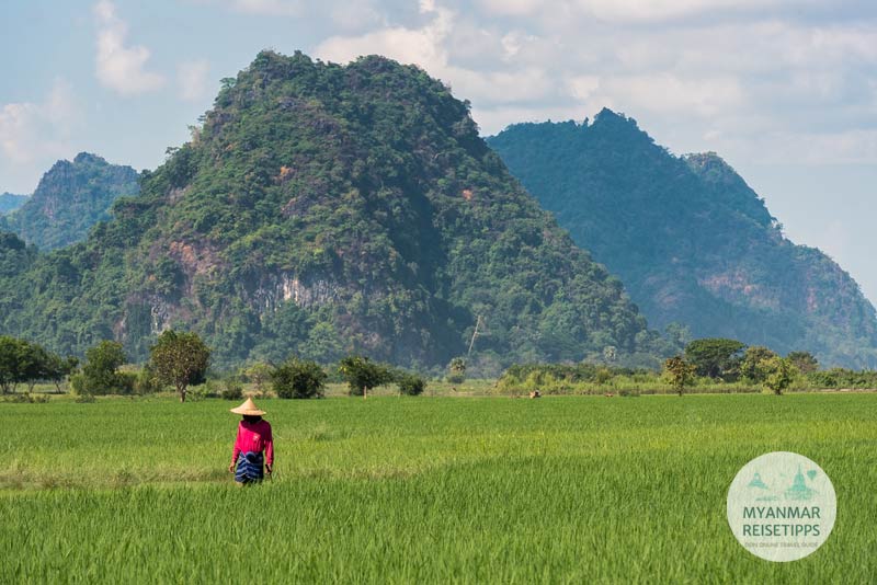Ein Bauer begutachtet die Reispflanzen an der Saddar-Höhle in Hpa-an.