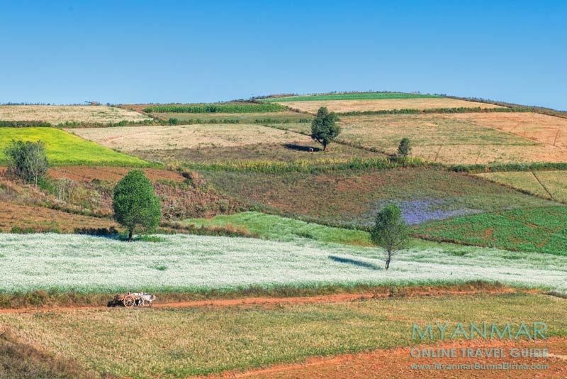 Myanmar Reisetipps | Kalaw | Felder hinter Aungban