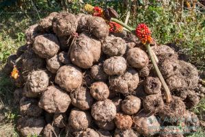 Myanmar Reisetipps | Mindat | Elefantenfuß-Yamswurzeln