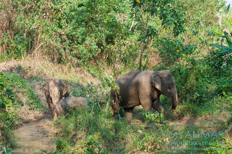 Myanmar Reisetipps | Umgebung von Kalaw | Green Hill Valley Elephant Camp