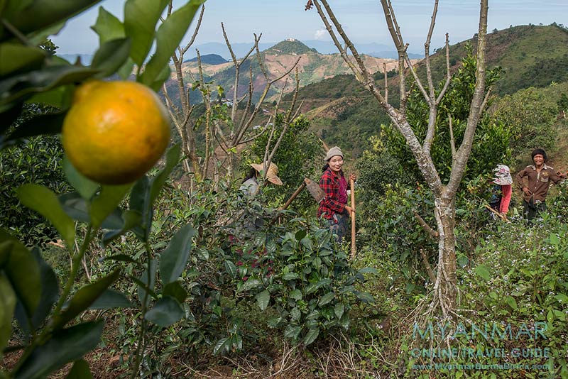 Myanmar Reisetipps | Umgebung von Kalaw | Farmer in einer Mandarinen-Plantage