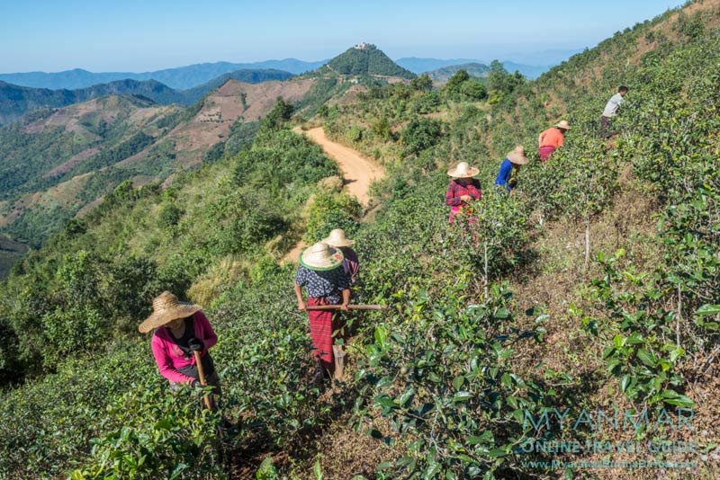 Myanmar Reisetipps | Umgebung von Kalaw | Farmer in einer Teeplantage. Im Hintergrund die Taung-Pe-Pagode.