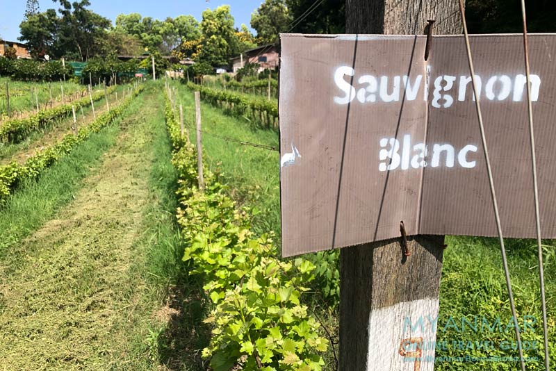 Weinreben und Garten vom Aythaya Vineyard Estate nahe Taunggyi