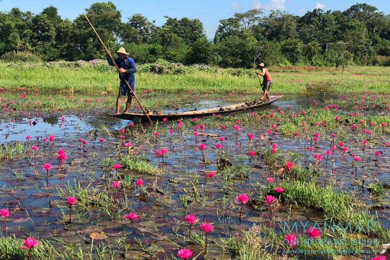 Myanmar Reisetipps | Inle-See | Seerosen an der Inle Lake East Corridor Road
