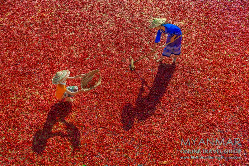 Myanmar: In der trockenzeit wird zwischen Kalaw und Loikaw überall Chili getrocknet.