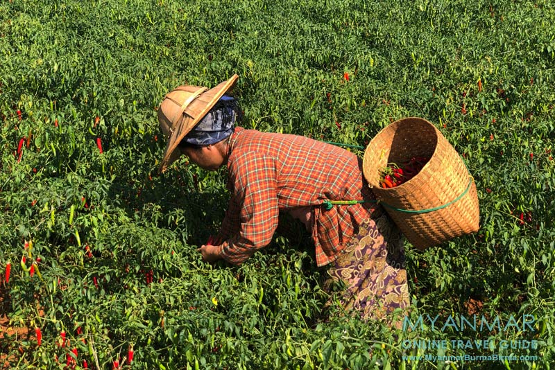 Myanmar Reisetipps | Umgebung von Kalaw | Chiliernte