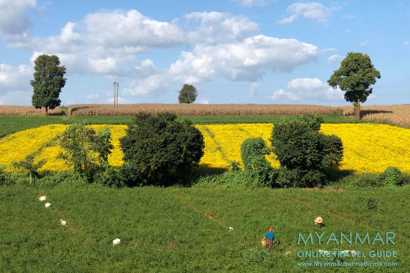 Myanmar Reisetipps | Umgebung von Kalaw | Chili-, Sesam- und Maisfeld