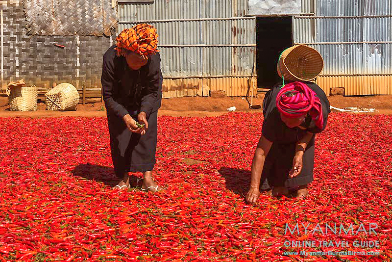 Myanmar Reisetipps | Umgebung von Kalaw | Chilitrocknung