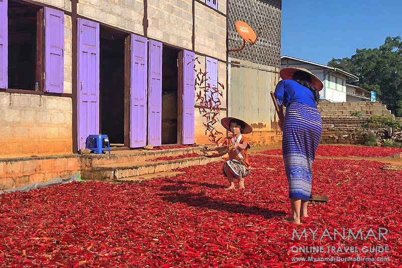 Myanmar Reisetipps | Umgebung von Kalaw | Chilitrocknung