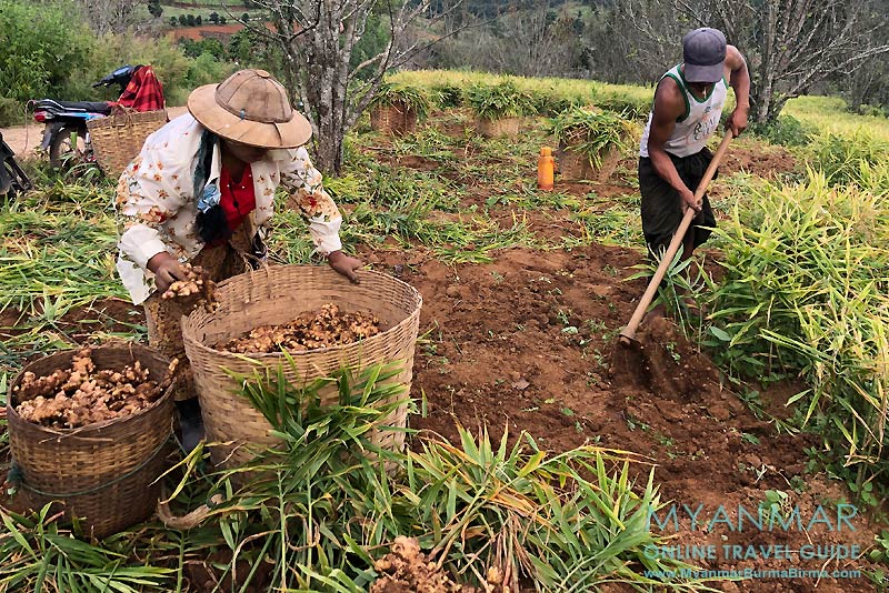 Myanmar Reisetipps | Umgebung von Kalaw | Ingwerernte