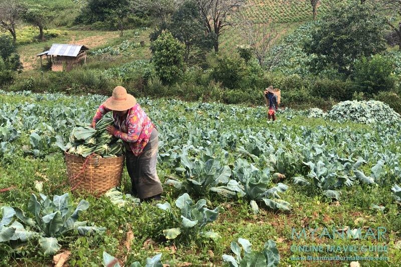 Kohlernte in der Nähe von Kalaw