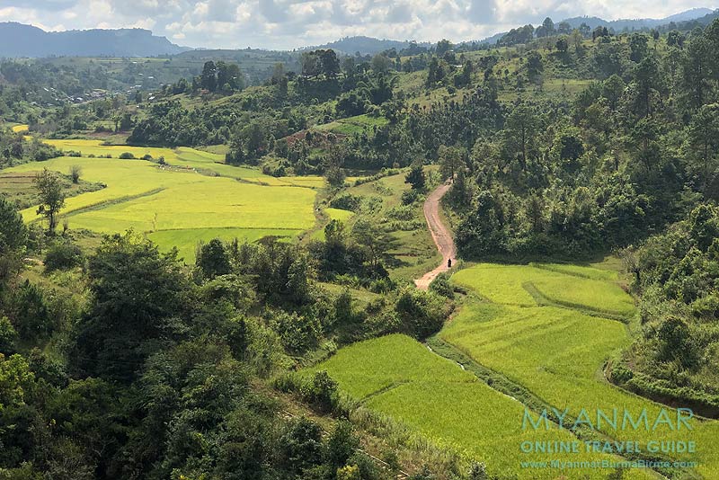 Myanmar Reisetipps | Umgebung von Kalaw | Reisfelder bei Myin Daik