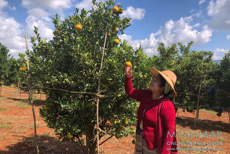 Myanmar Reisetipps | Umgebung von Kalaw | Orangenplantage an der Straße Kalaw-Loikaw