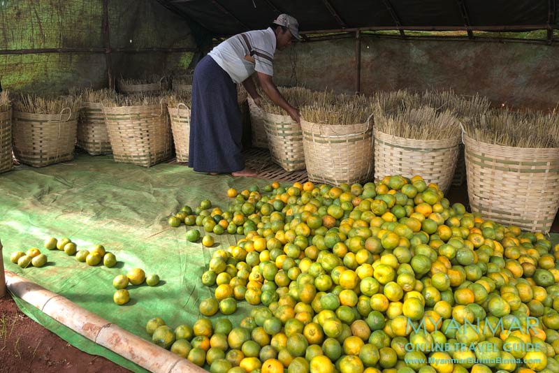 Myanmar Reisetipps | Umgebung von Kalaw | Orangenplantage an der Straße Kalaw-Loikaw