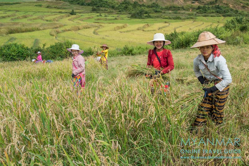 Myanmar: Reisernte in der Nähe von Kalaw