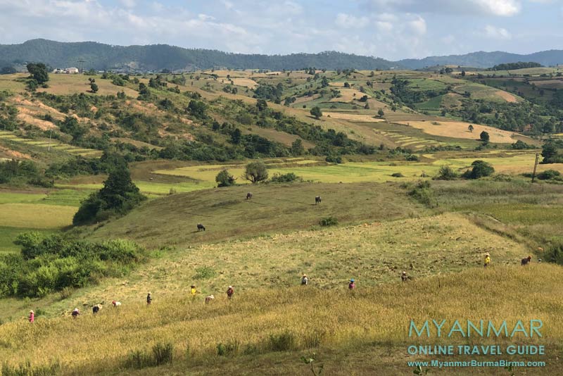 Myanmar Reisetipps | Umgebung von Kalaw | Reisernte an der Straße Kalaw-Loikaw