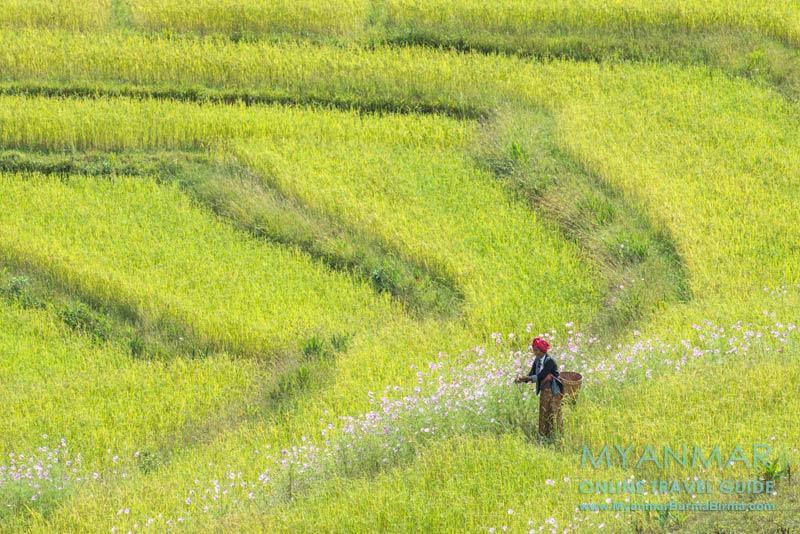Tipps für Myanmar: Tour mit dem Motorbike rund um Kalaw