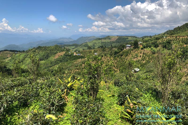 Myanmar Reisetipps | Umgebung von Kalaw | Blick vom Bergkamm auf Teeplantagen