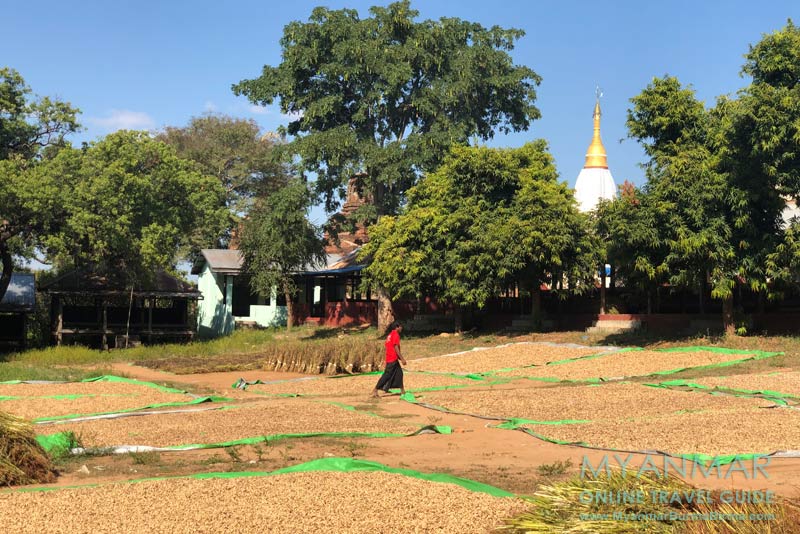 Salay: Erdnusstrocknung hinter der Pagode Shin Bin Ngar Man Aung