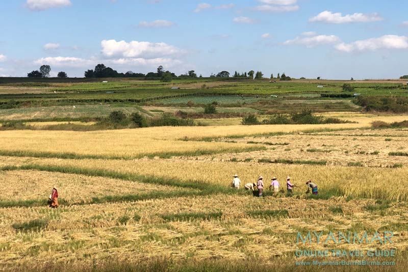 Myanmar Reisetipps | Bahnfahrt vom Inle-See nach Kalaw | Reisernte