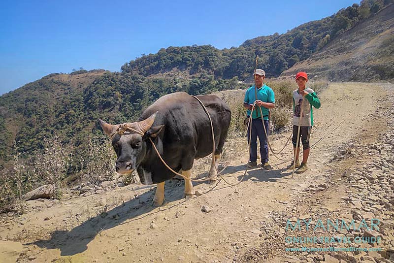 Myanmar: Tipps für Mindat Umgebung. So siehr ein Mithun (Gayal) aus.