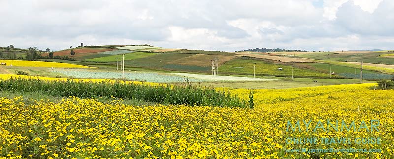 Myanmar Reisetipps | Pindaya | Felder zwischen Aungban und Pindaya