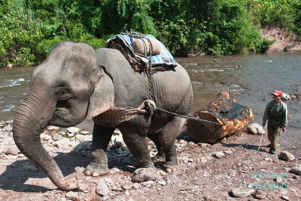 Arbeitselefant und Mahut (Elefantenführer) in Laos. Elefanten können das Mehrfache ihres Körpergewichts ziehen. Hier bringt der Fluss etwas Erleichterung.