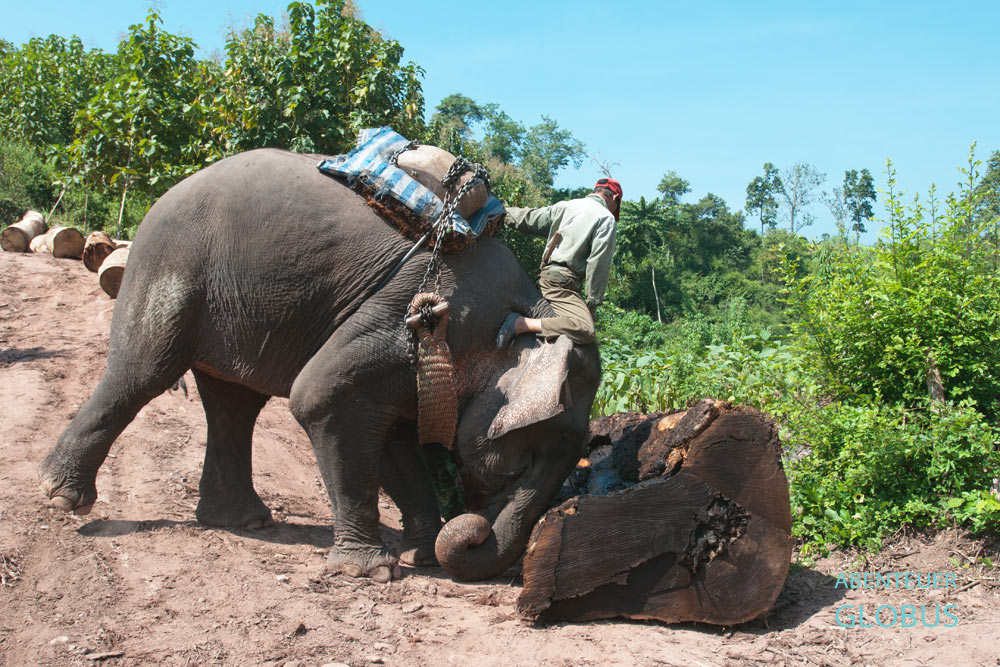 Mahuts in Laos beherrschen über 120 Befehle, um ihre Arbeitselefanten zu dirigieren. Über viele Jahre werden Mahut und Arbeitselefant ein eingespieltes Team.