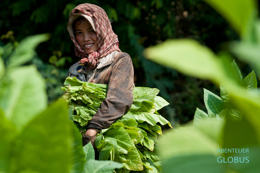 Kambodscha, Insel Koh Pbain, Jede zweite Familie lebt hier vom Tabakanbau.