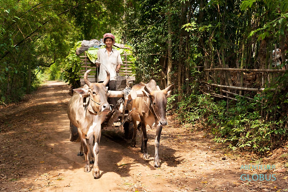 Kambodscha: Ein Tabakbauer auf der Insel Koh Pbain. Die meisten Insulaner leben hier vom Tabakanbau.