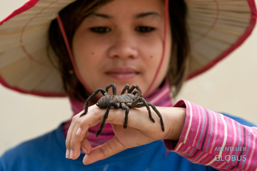 Kambodscha, Skoun, Eine Verkäuferin zeigt gern den Kunden ein lebende Vogelspinne.