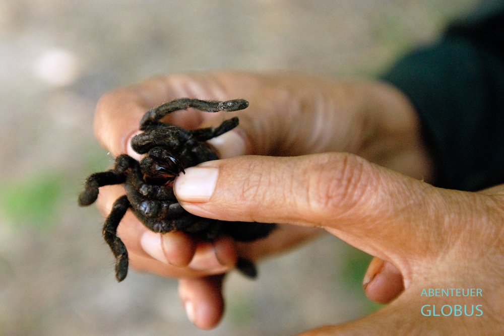 Kambodscha, Spinnenjagd in Skoun. Die Fangzähne der Vogelspinne werden gleich entfernt, denn ein Biss kann sehr schmerzlich sein.