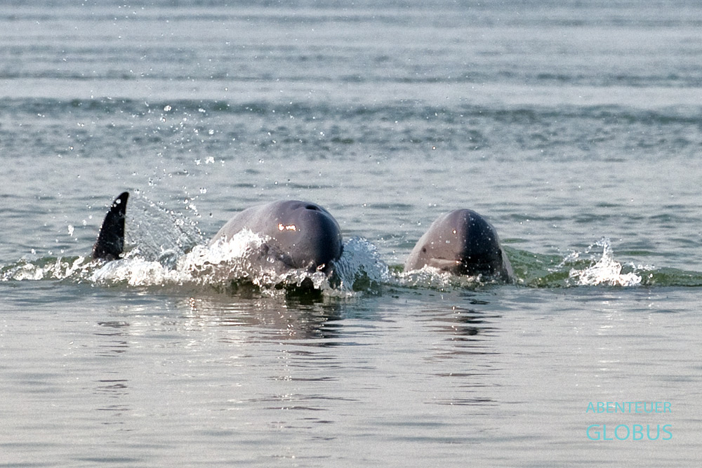 Irrawaddy-Delfine in Kampi