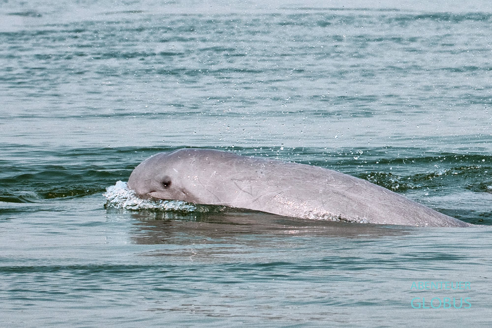 Kambodscha, Kampi, Dolphin Watching am Mekong. Psout heißt auf Khmer Delfin.