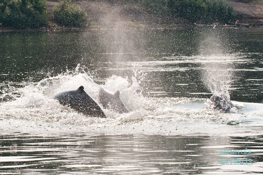 Irrawaddy-Delfine im Mekong. Jede Rückenflosse ist anders, wie der Fingerabdruck beim Menschen.