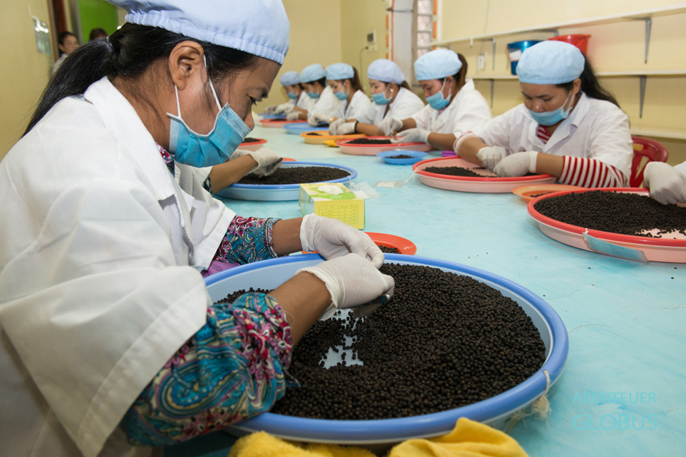 Diese Frauen sortieren in der Farm Link Ltd. in Kampot schwarzen Pfeffer. Er wird unter der Marke Kadodé im Handel angeboten.