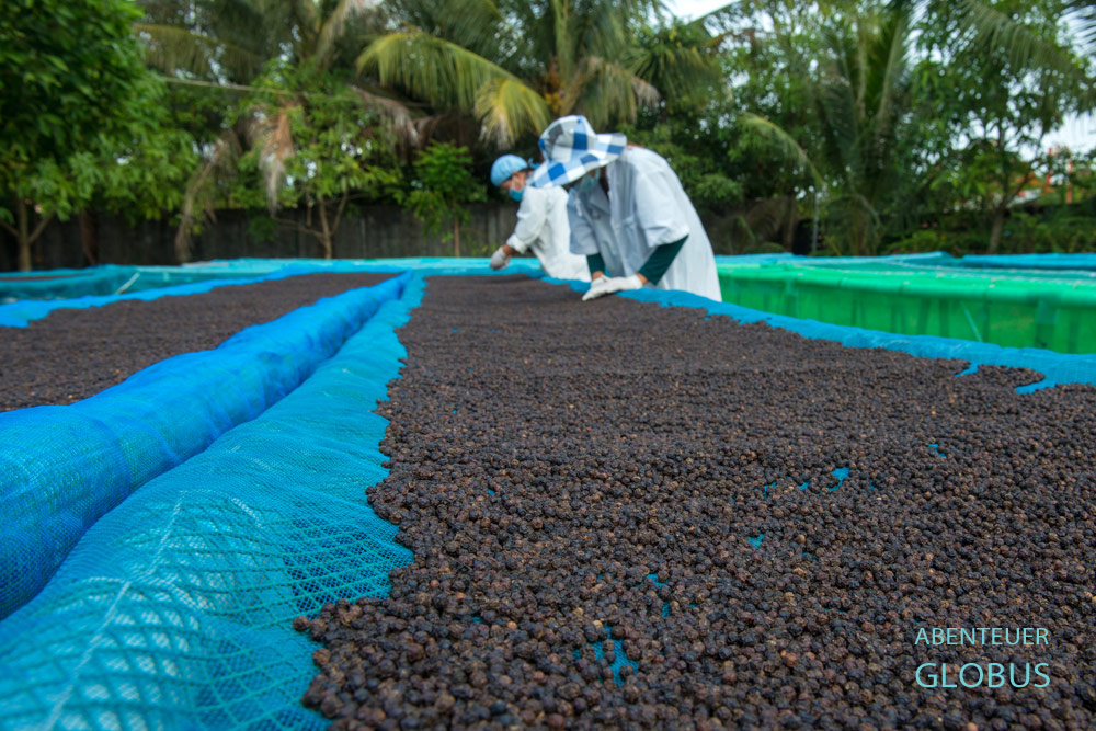 Farm Link Ltd. in Kampot: Bevor der Pfeffer auf den Sortiertisch kommt, wird er zu hundert Prozent getrocknet.